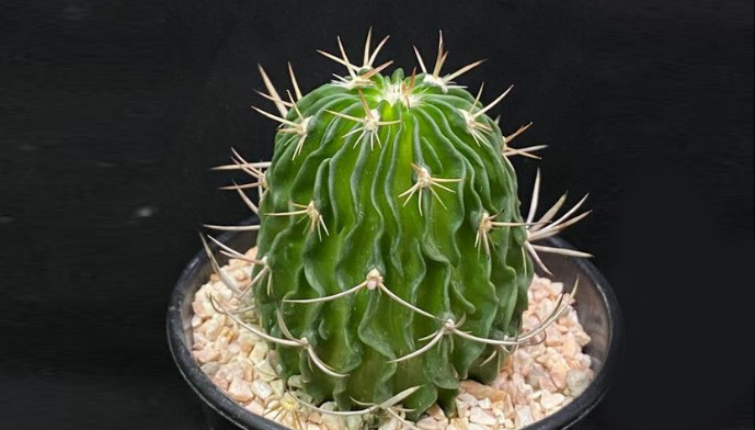 Coryphantha